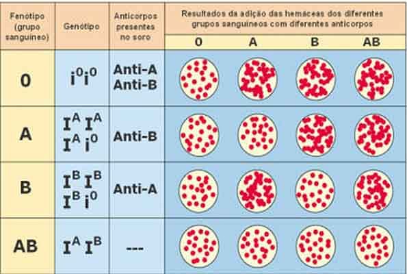 Observa-se a forma de aglutinação das hemácias dos diferentes grupos sanguíneos.