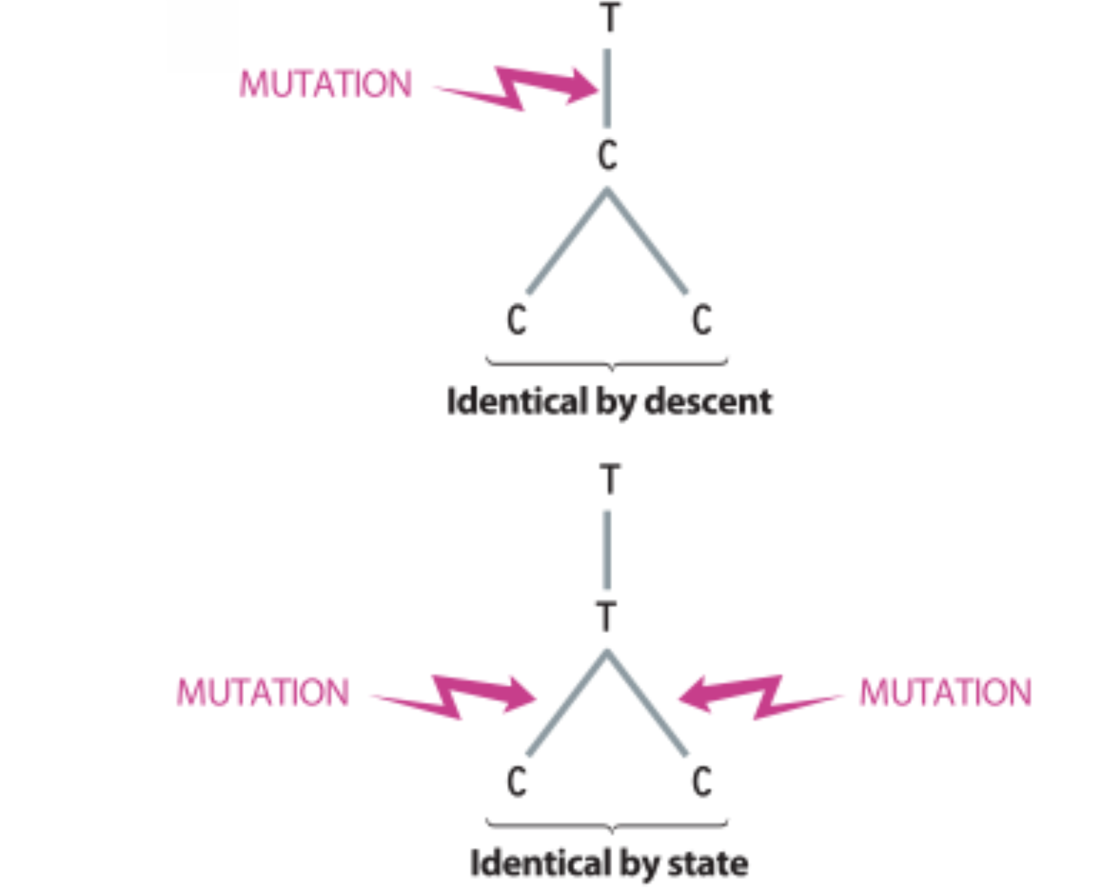 Diferença entre alelos idênticos por descendência e alelos idênticos por estado. 