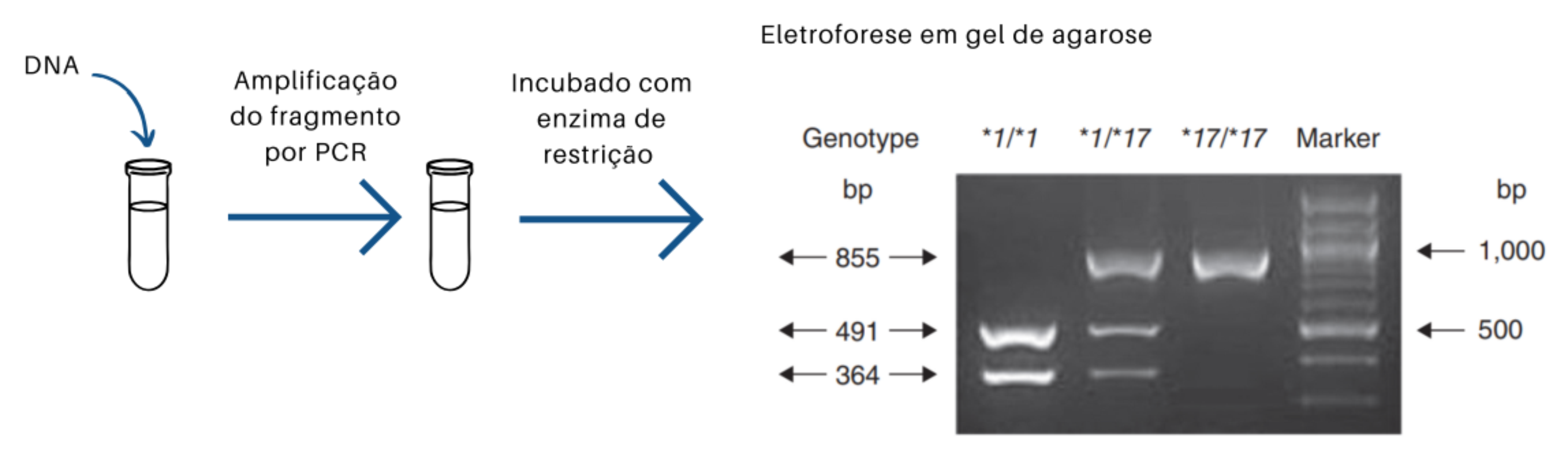 Esquema de PCR-RFLP.