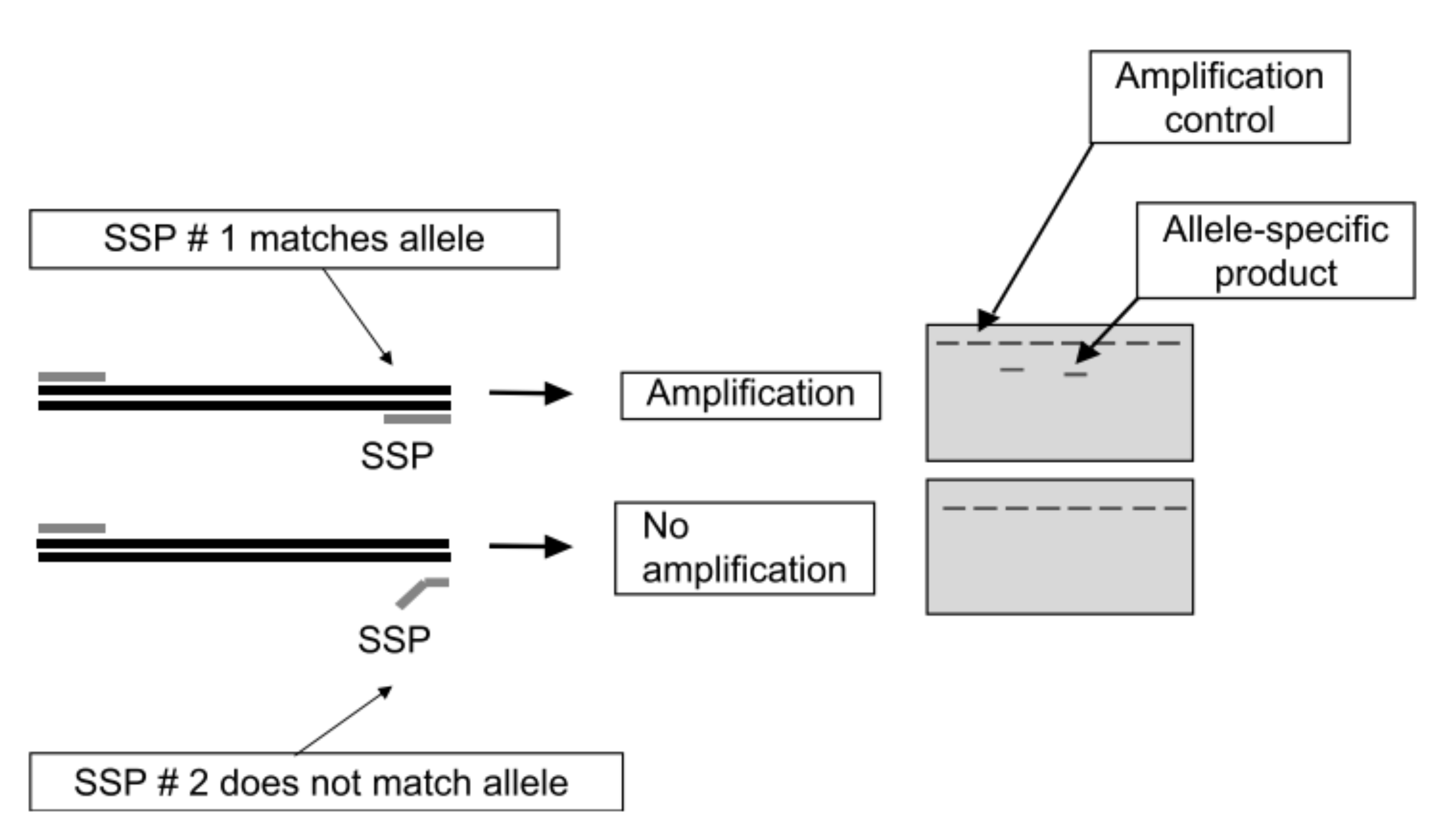 Esquema da técnica PCR-SSP.