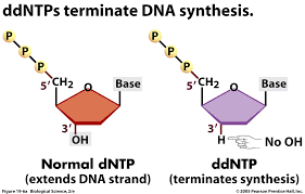 A diferença molecular entre ddNTPs e dNTPs e a ausência nos primeiros de um 3´-OH.
