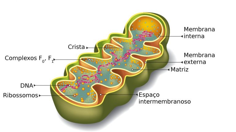 Esquema da mitocondria.