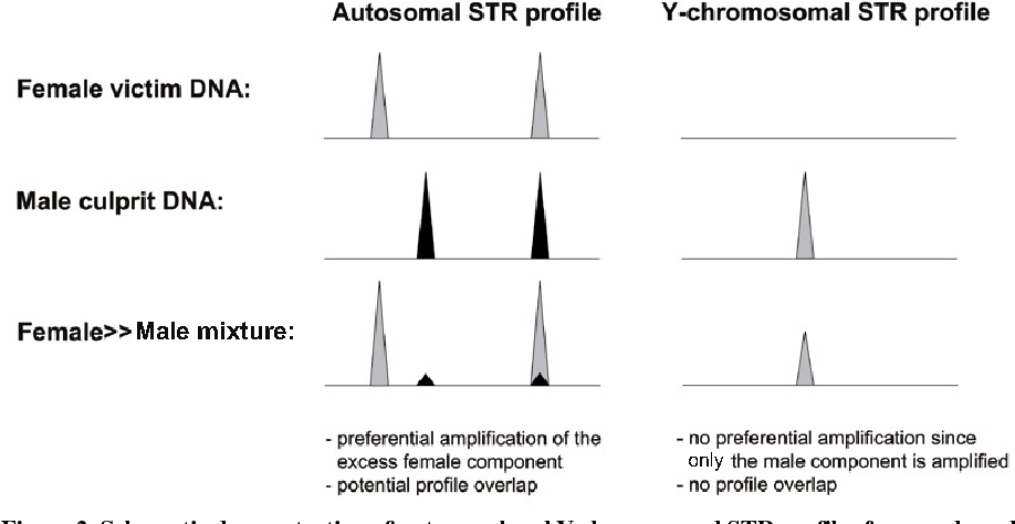 Perfil de STR de uma mistura de DNA masculino e femenino em forense.